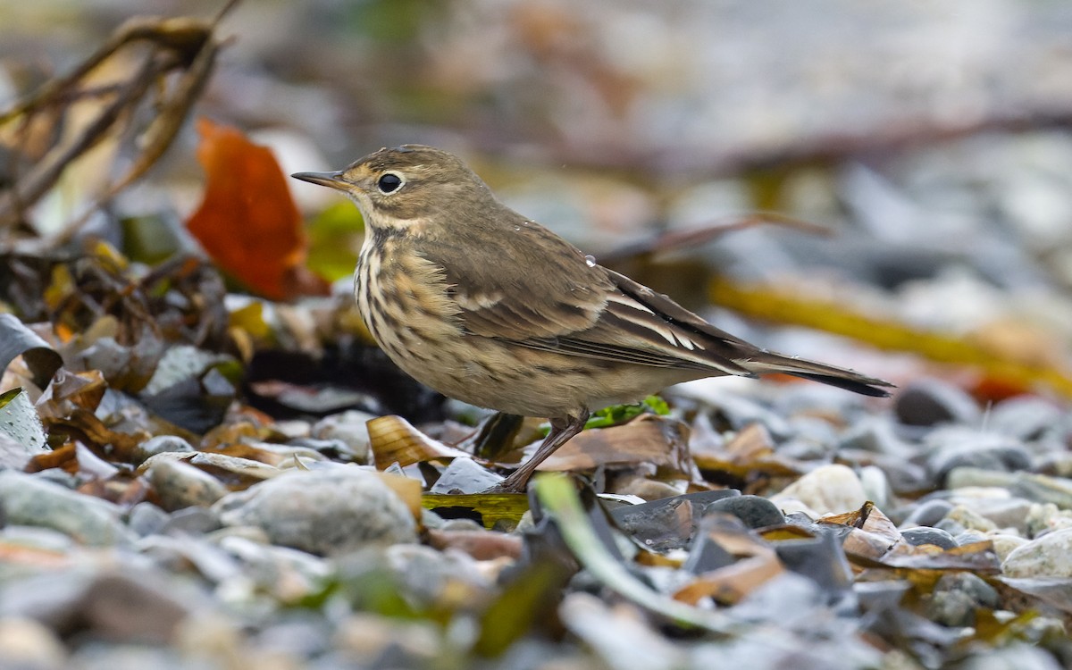 American Pipit - James Kennerley