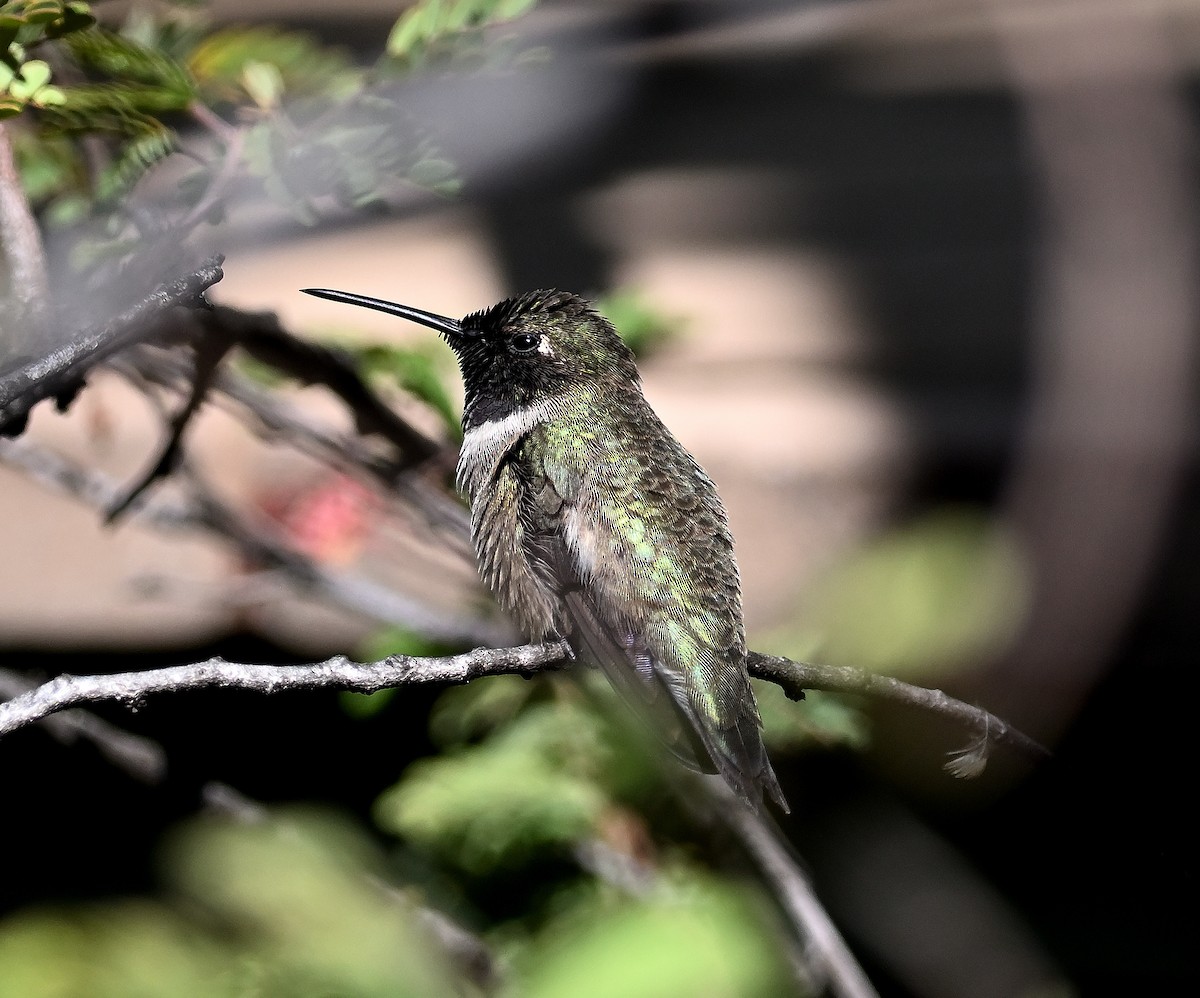 Black-chinned Hummingbird - ML617122180