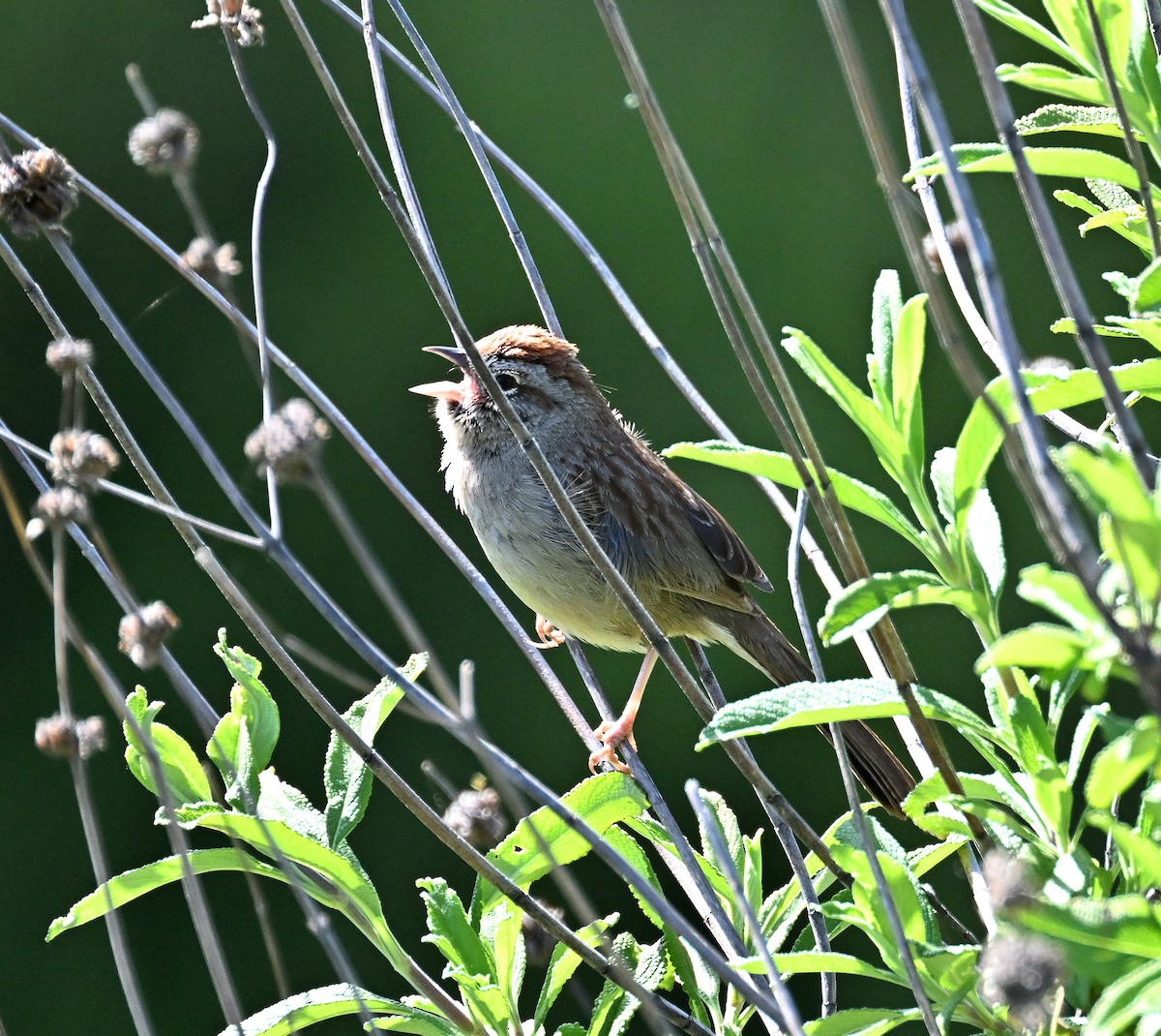 Rufous-crowned Sparrow - ML617122185