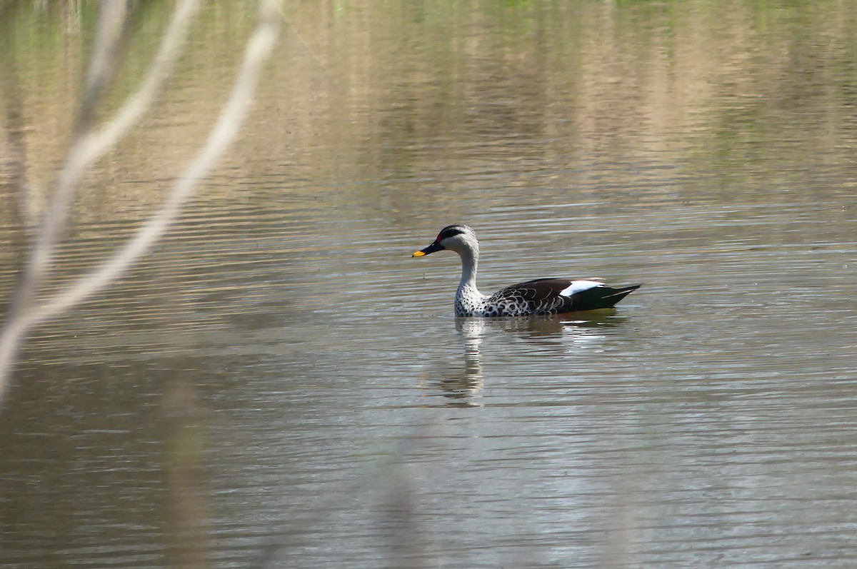 Indian Spot-billed Duck - ML617122224