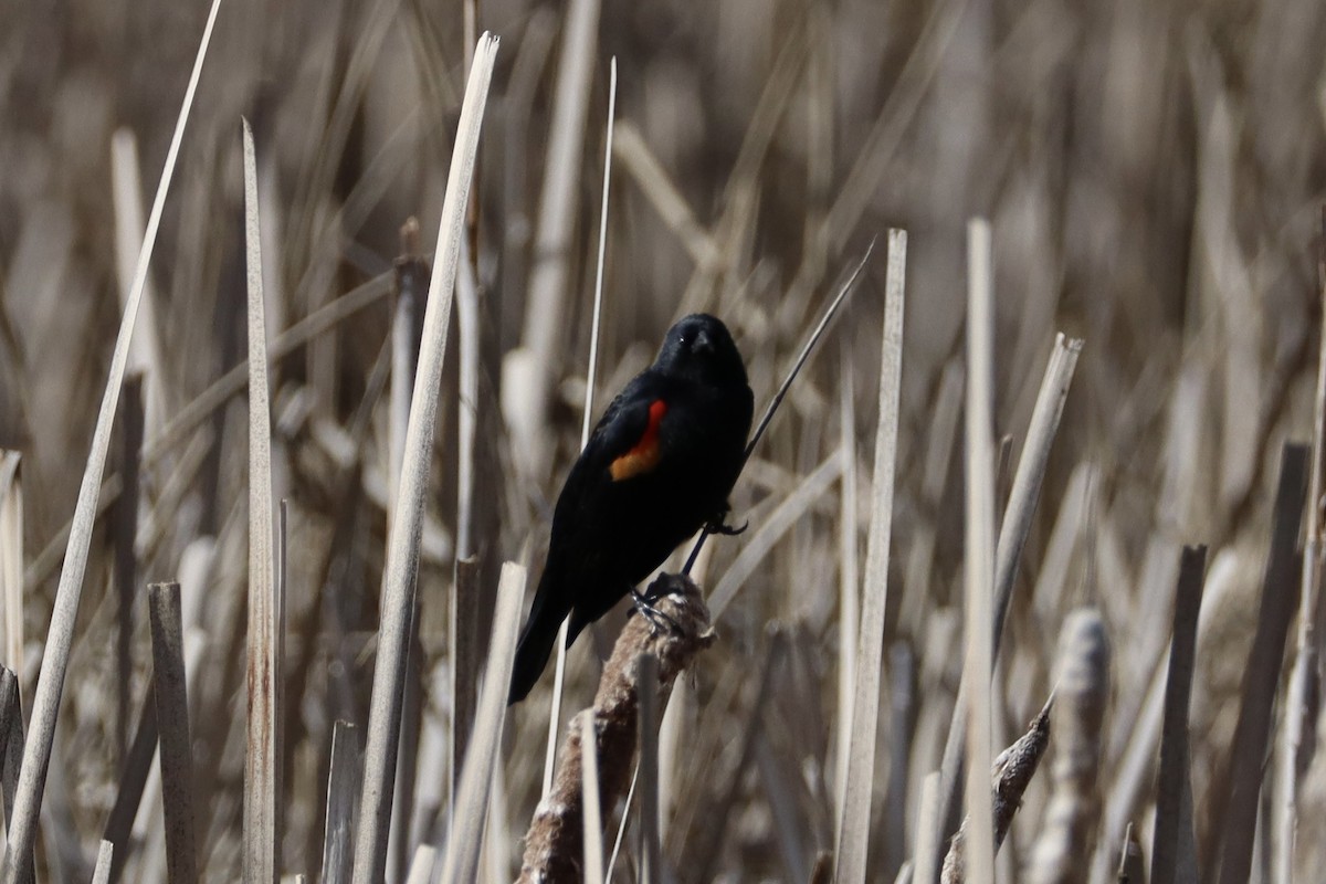 Red-winged Blackbird - ML617122366