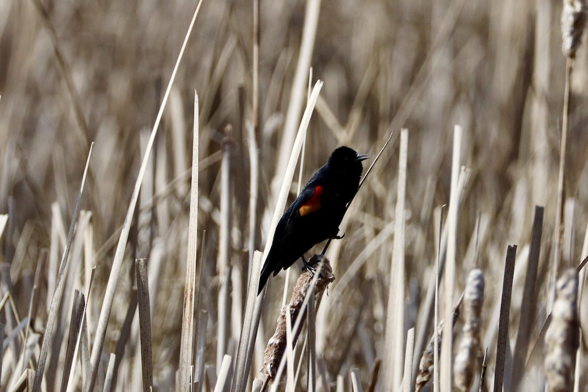 Red-winged Blackbird - ML617122368