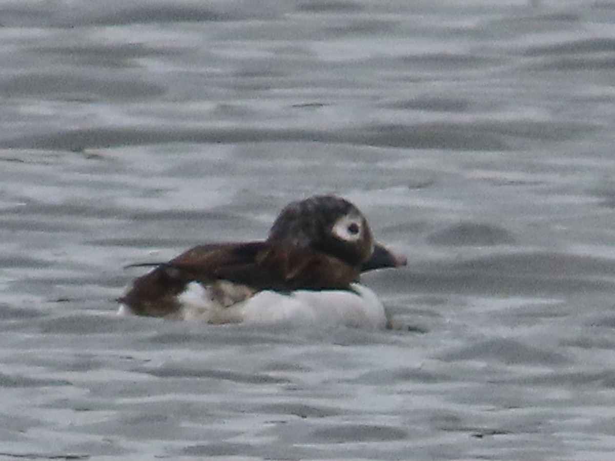 Long-tailed Duck - ML617122392
