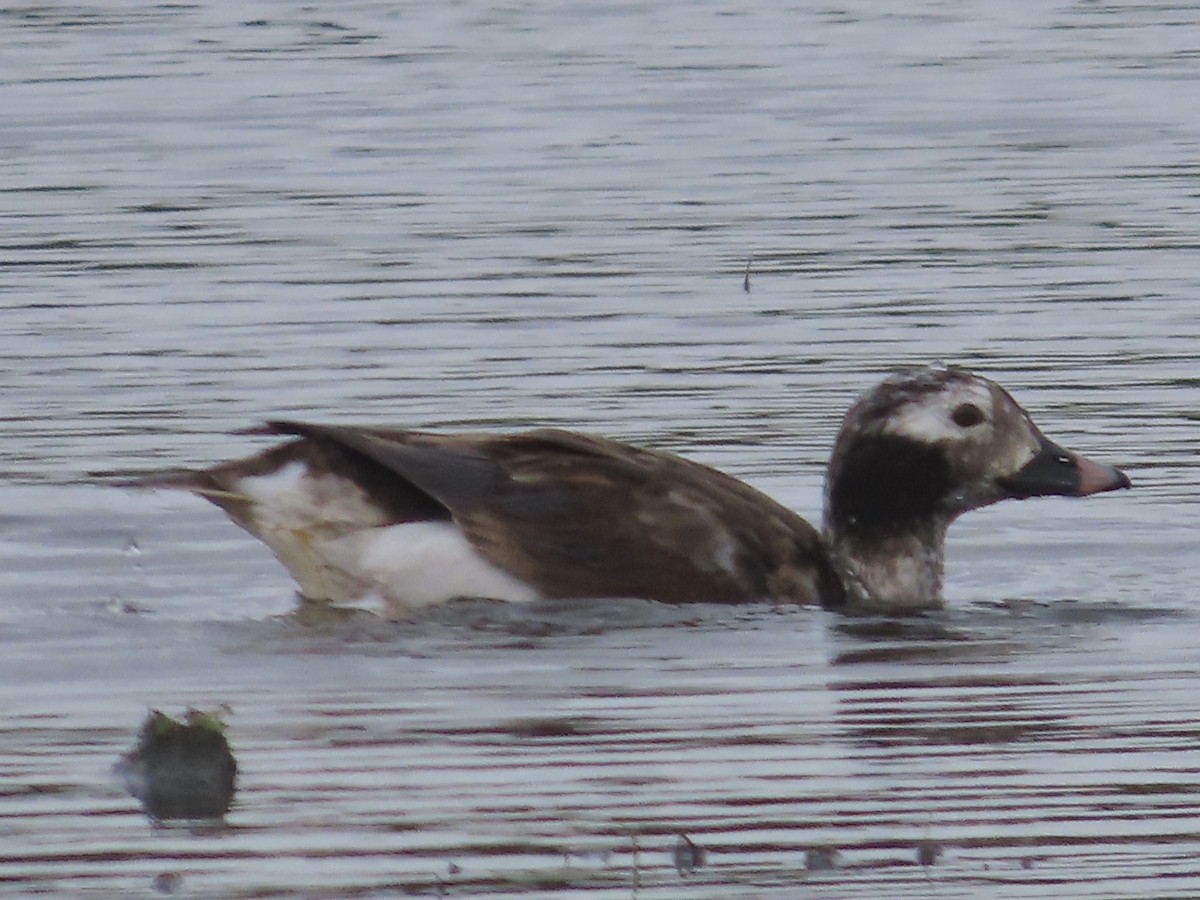 Long-tailed Duck - ML617122398