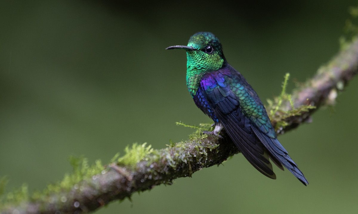 kolibřík vidloocasý - ML617122542