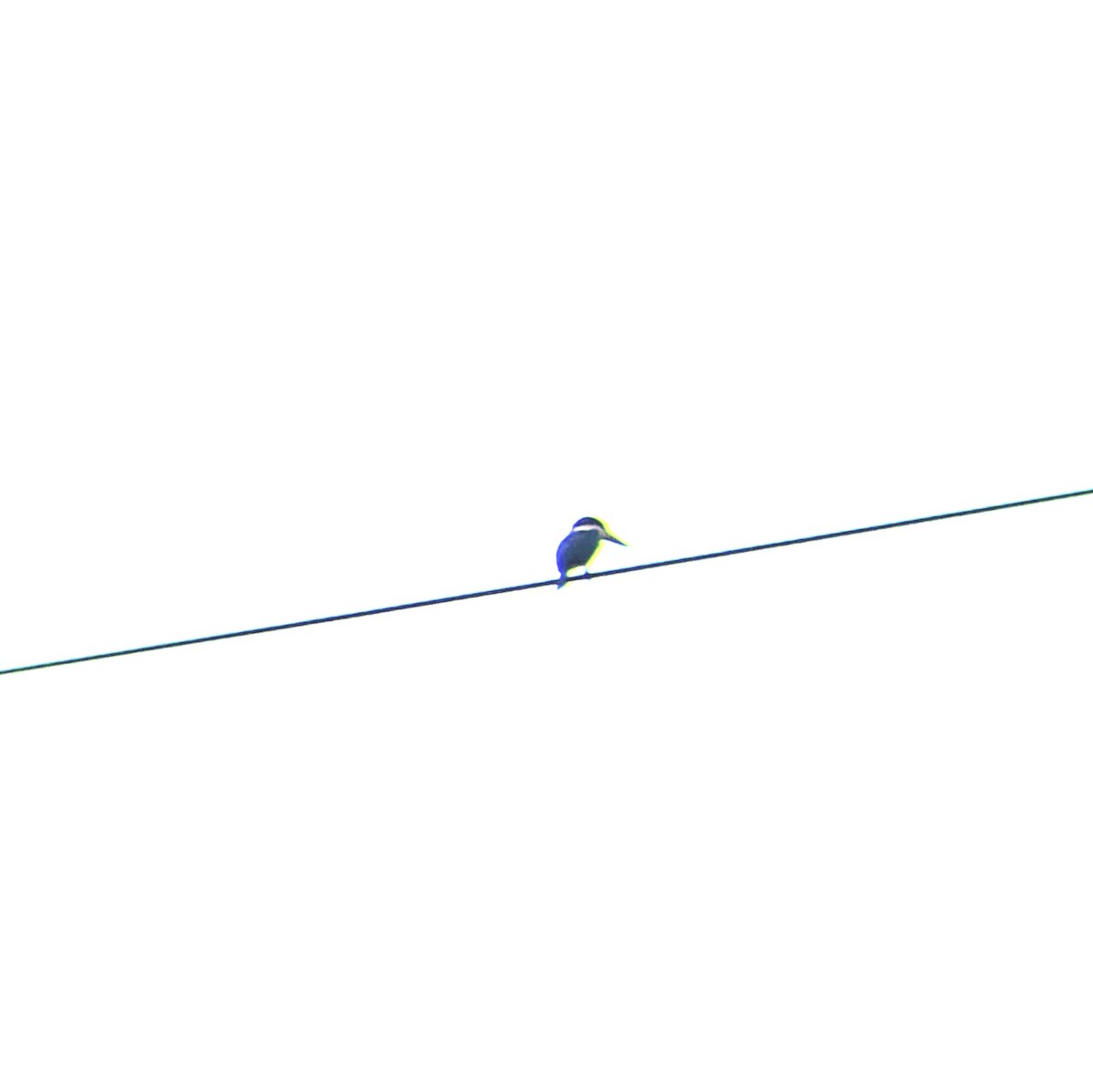 Collared Kingfisher - ML617122551