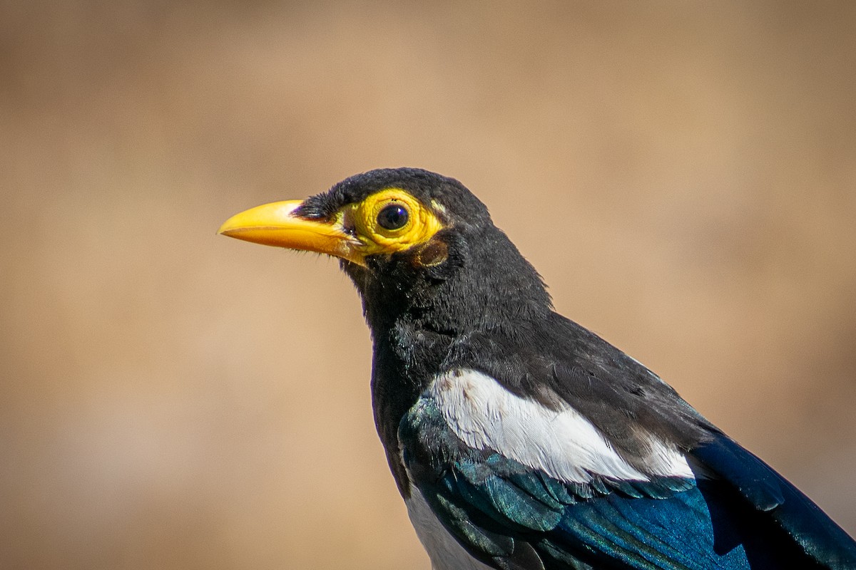 Yellow-billed Magpie - Nathan Lam