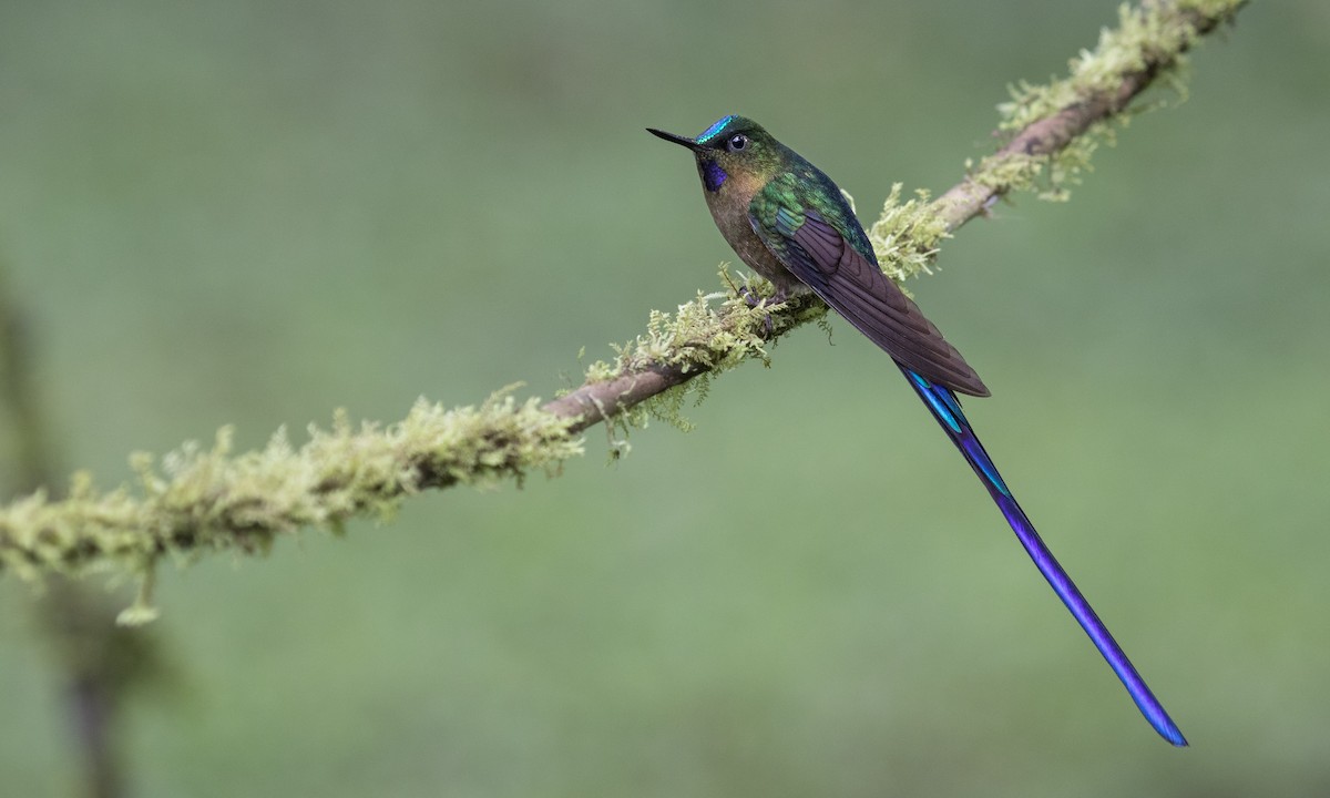 Violet-tailed Sylph - ML617122622