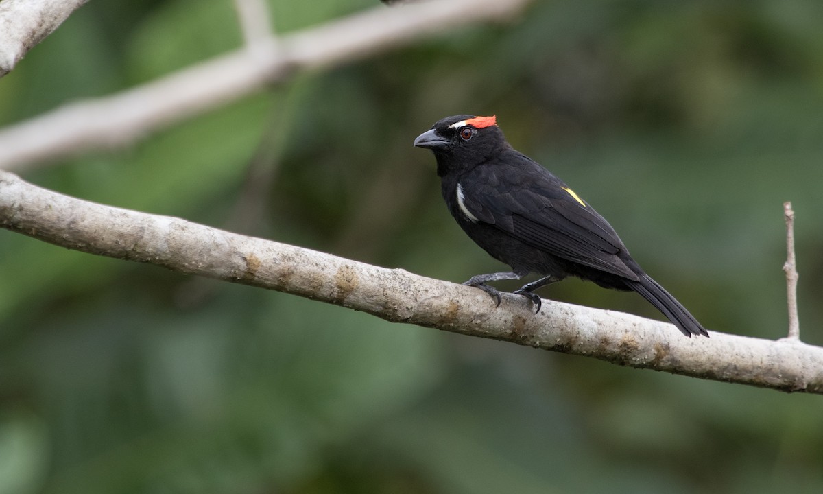 Scarlet-browed Tanager - ML617122706