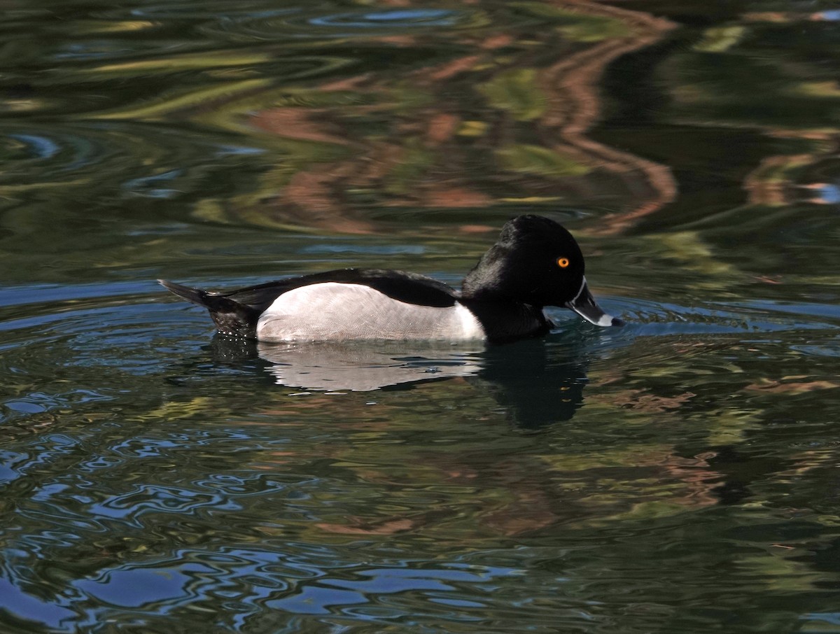 Ring-necked Duck - ML617122780