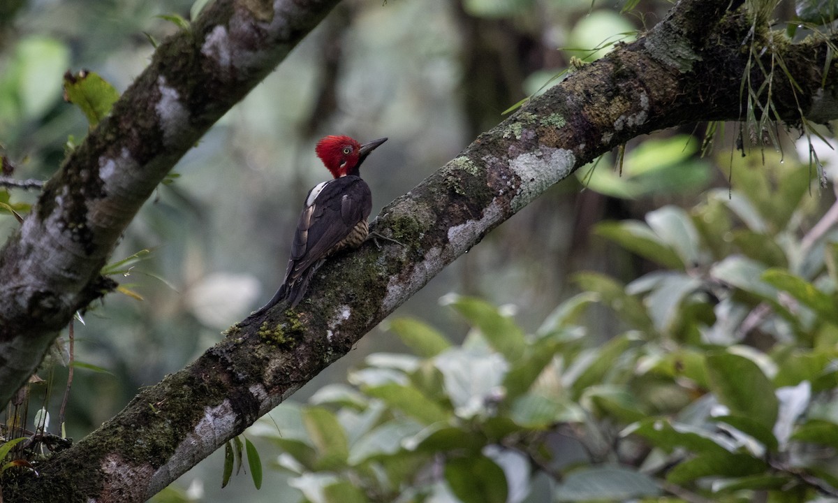 Guayaquil Woodpecker - ML617122784