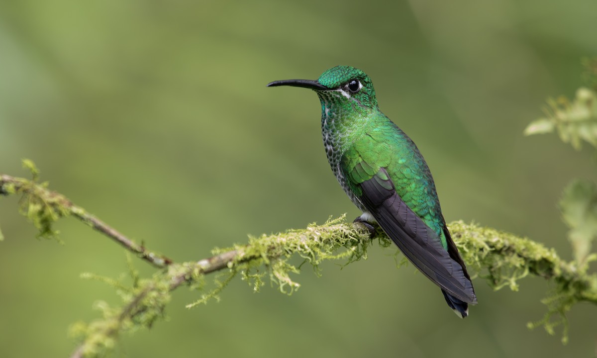 Green-crowned Brilliant - ML617122803