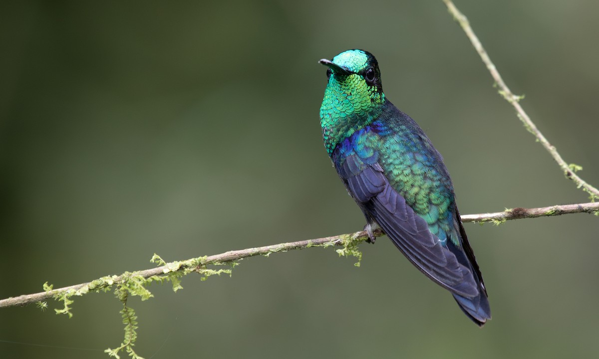 kolibřík vidloocasý - ML617122810