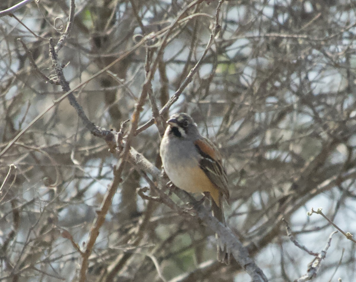 Bridled Sparrow - Paul Saraceni