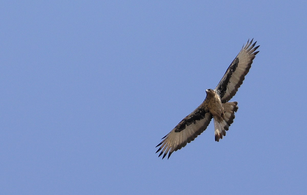 African Hawk-Eagle - ML617122863