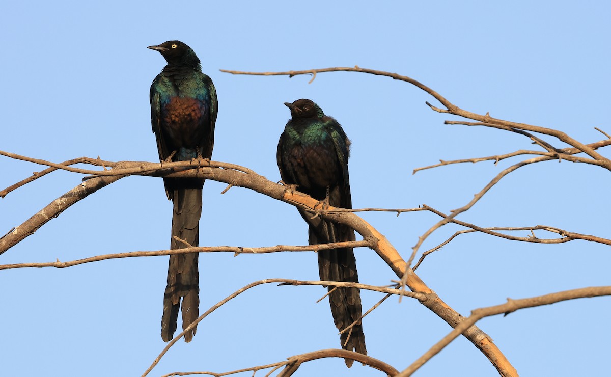 Long-tailed Glossy Starling - ML617122873