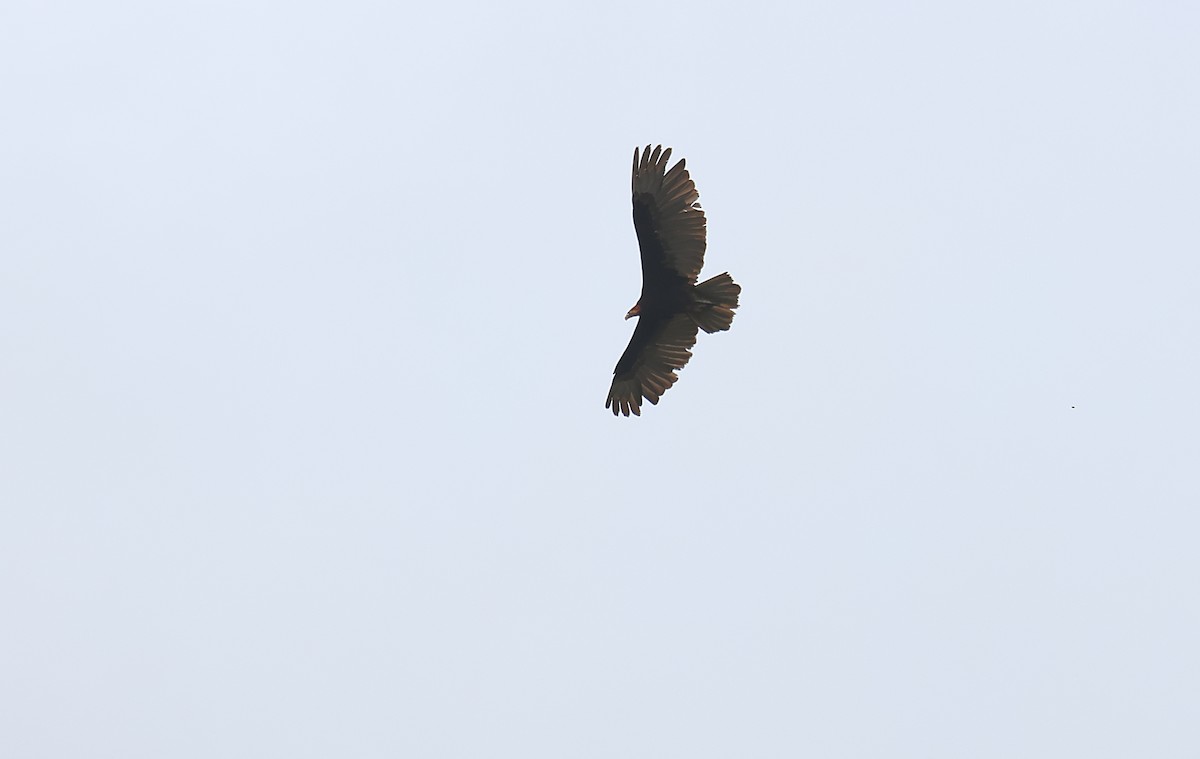 Lesser Yellow-headed Vulture - ML617122939