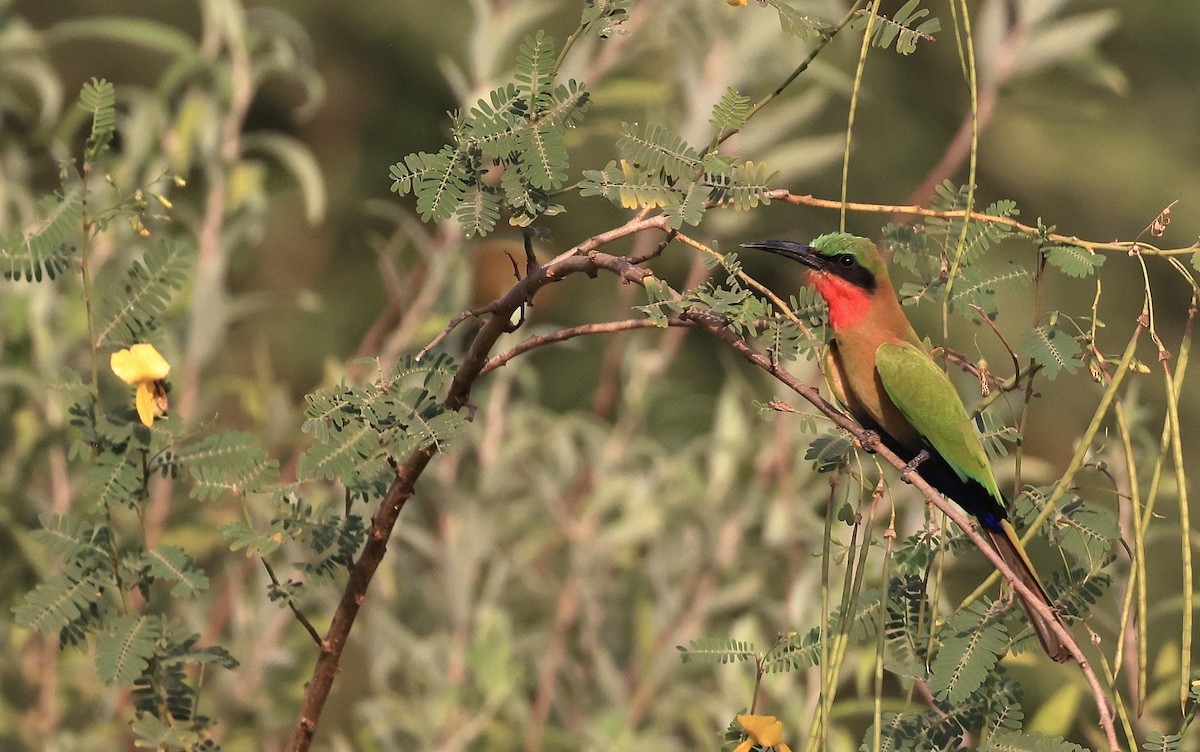 Red-throated Bee-eater - ML617122999