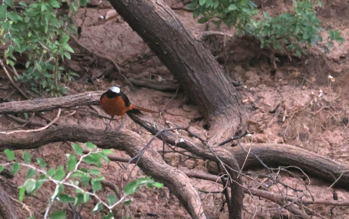 White-crowned Robin-Chat - ML617123025