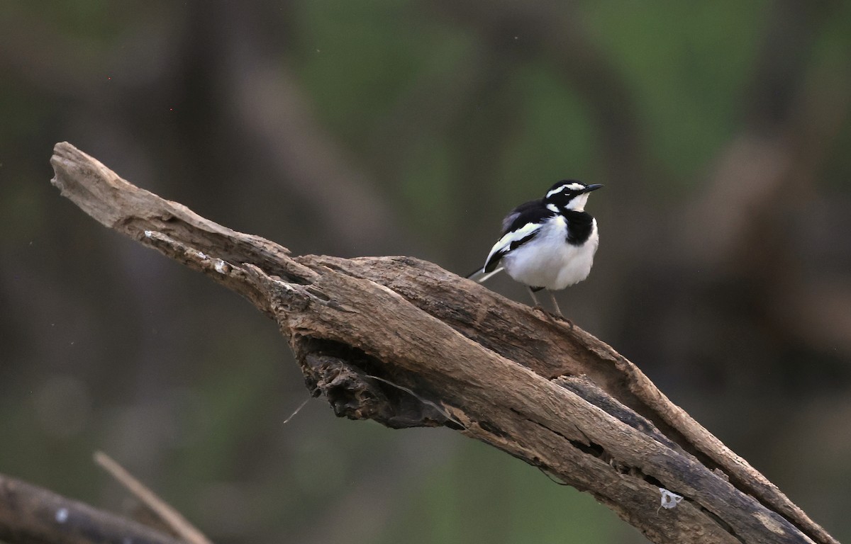 African Pied Wagtail - ML617123026