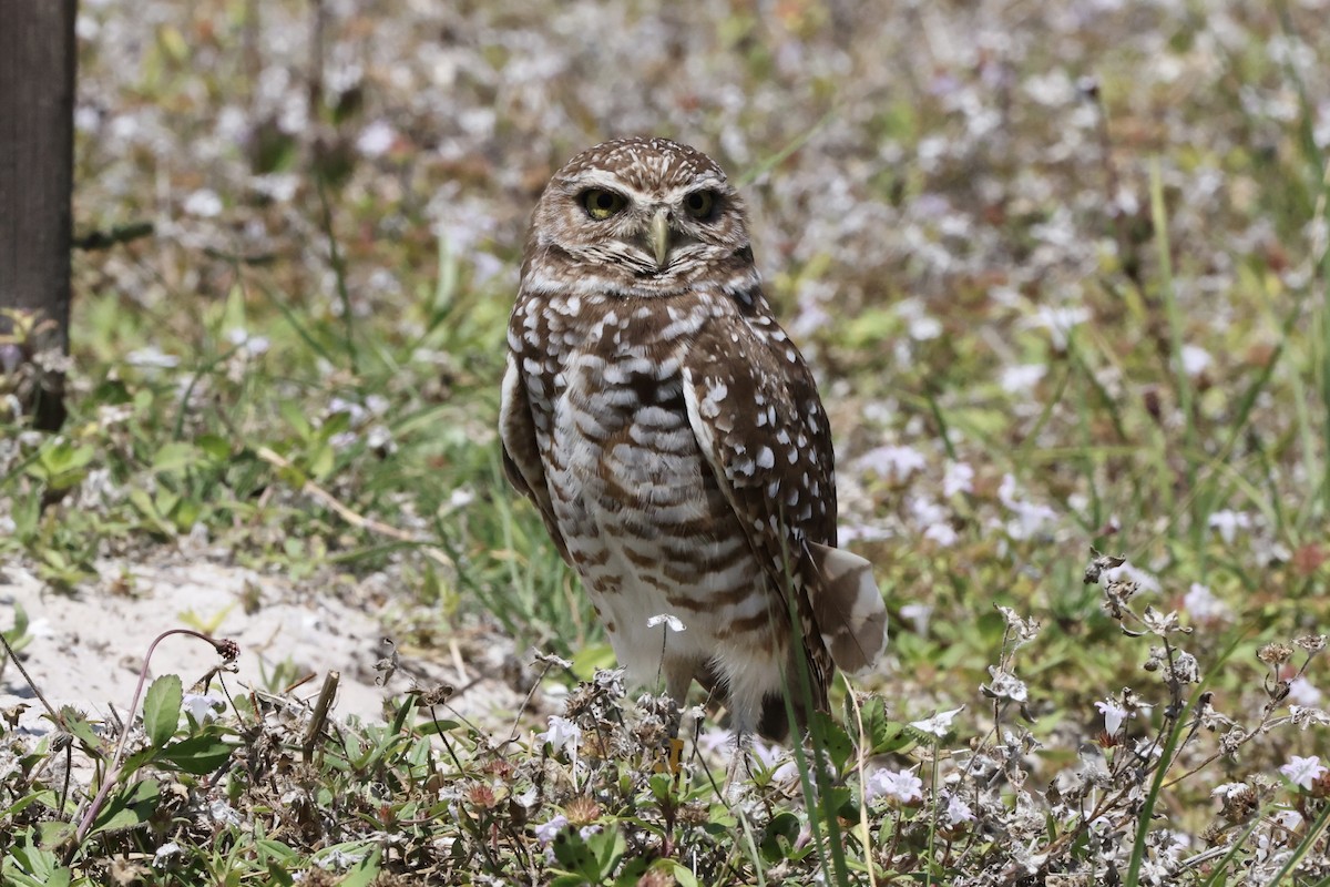 Burrowing Owl - ML617123032