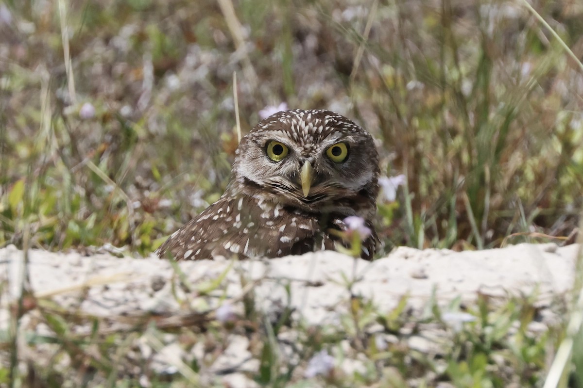 Burrowing Owl - ML617123033