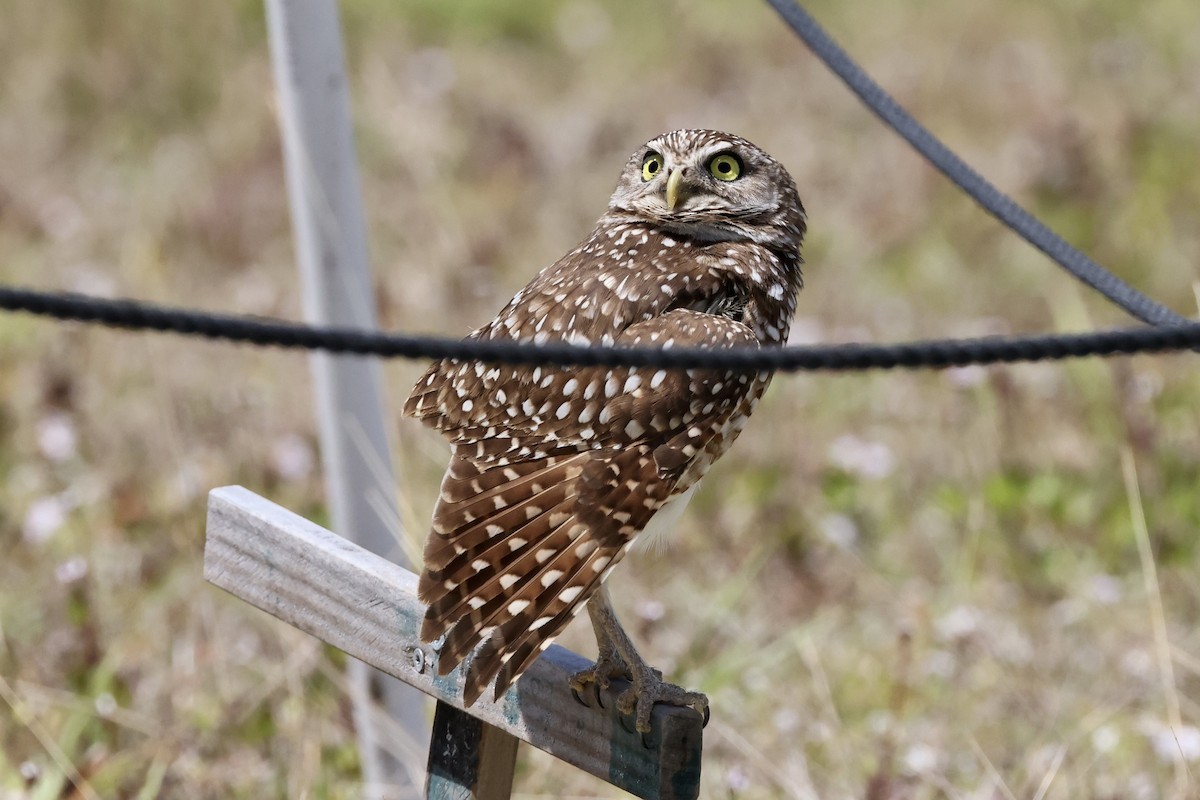 Burrowing Owl - ML617123034