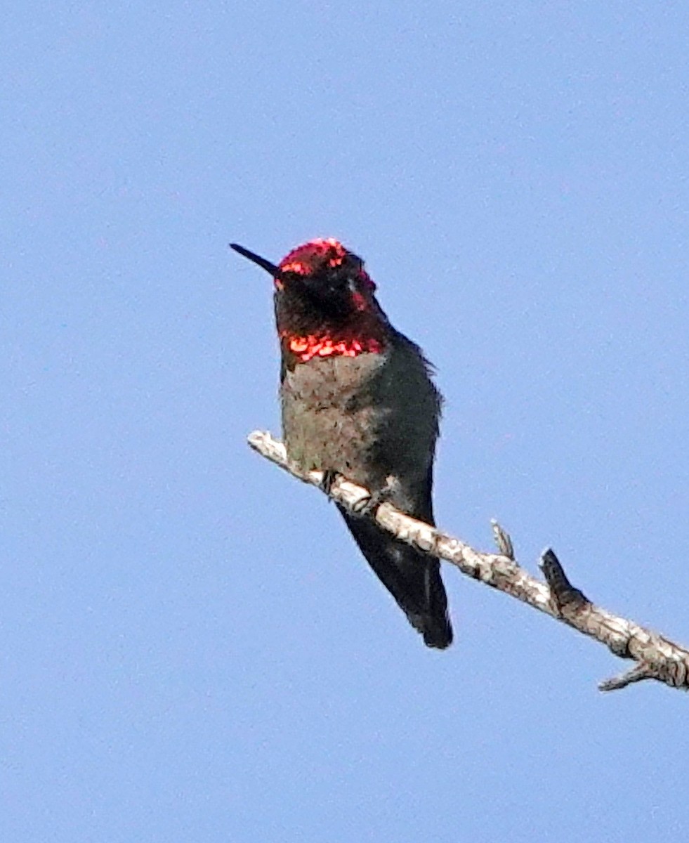 Anna's Hummingbird - ML617123040