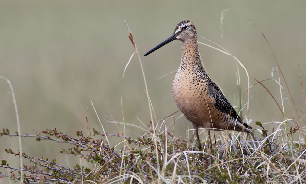Long-billed Dowitcher - ML617123052