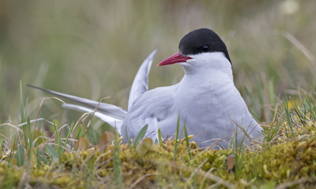 Arctic Tern - Zak Pohlen