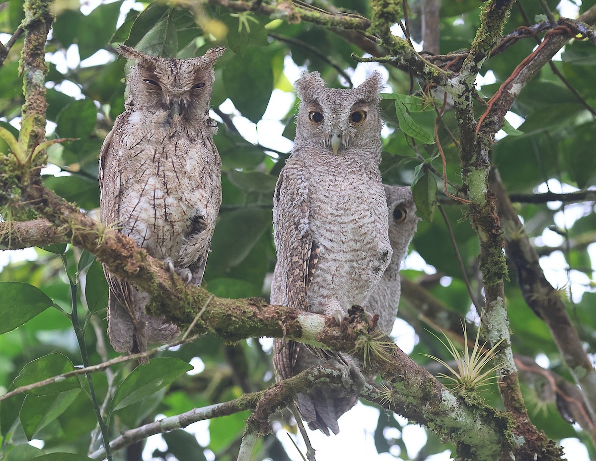 Pacific Screech-Owl - Gál Szabolcs