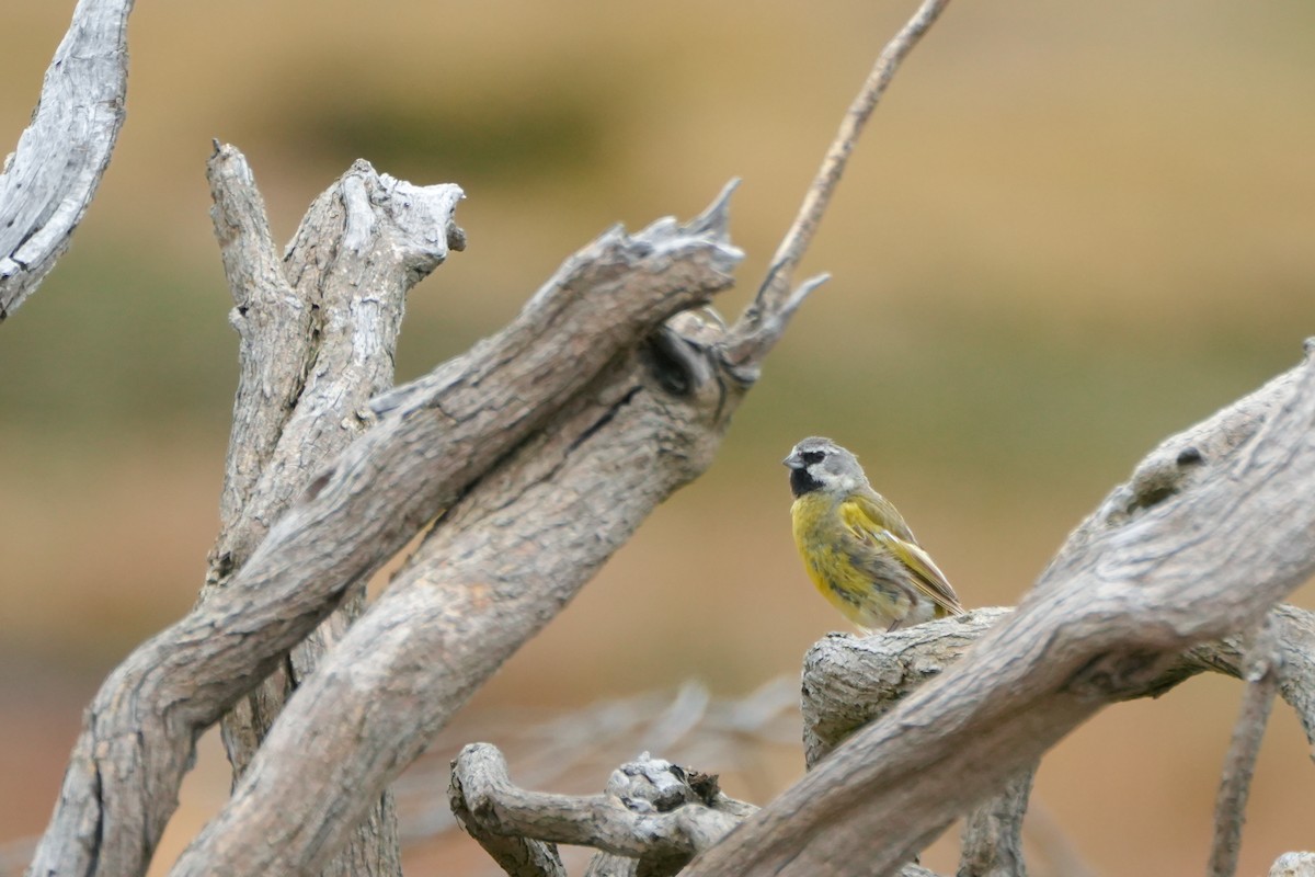 White-bridled Finch (Falkland) - Kini Roesler