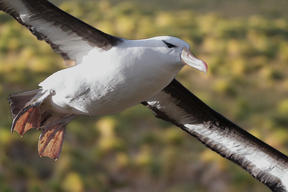 albatros černobrvý - ML617123269