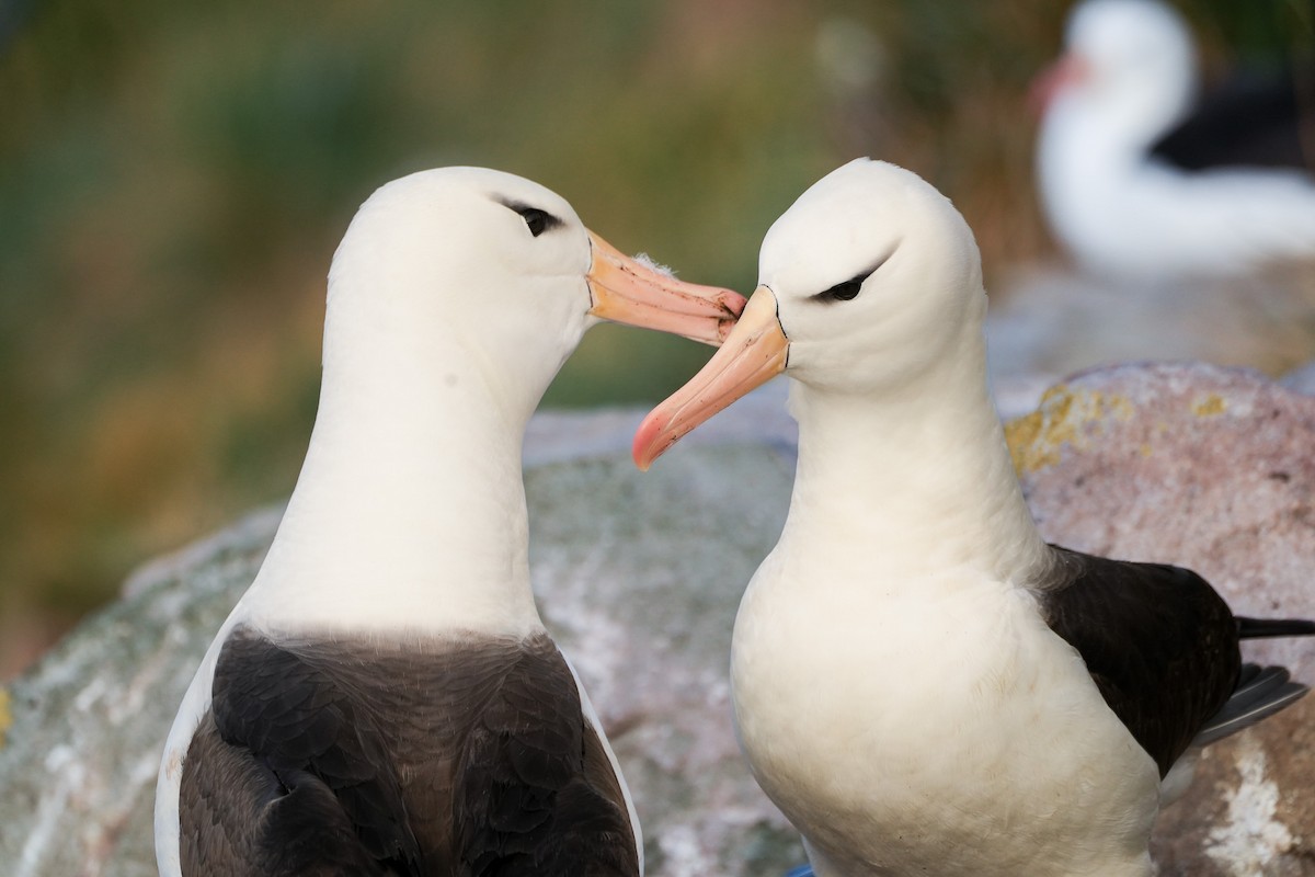Black-browed Albatross - Kini Roesler