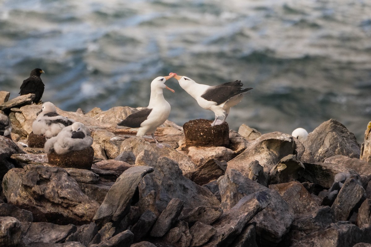 Black-browed Albatross - Kini Roesler