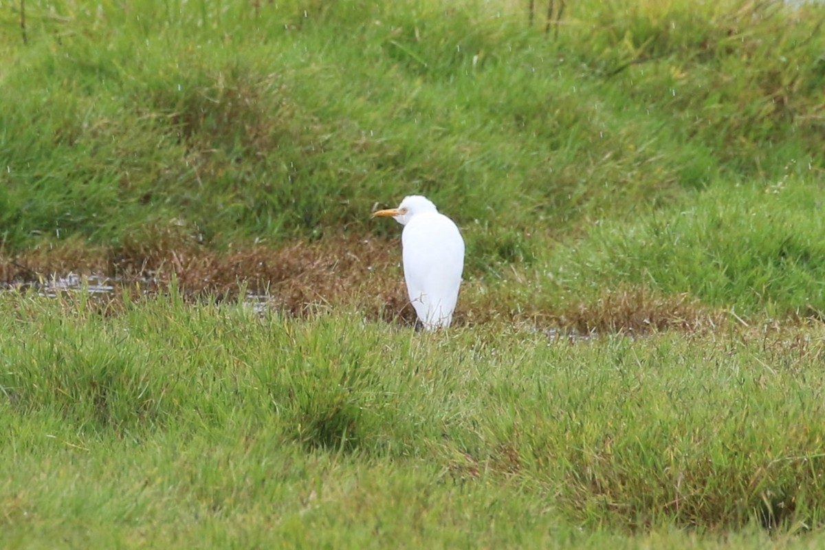 eBird Checklist - 9 Apr 2024 - Jerrabomberra Wetlands Nature Reserve ...