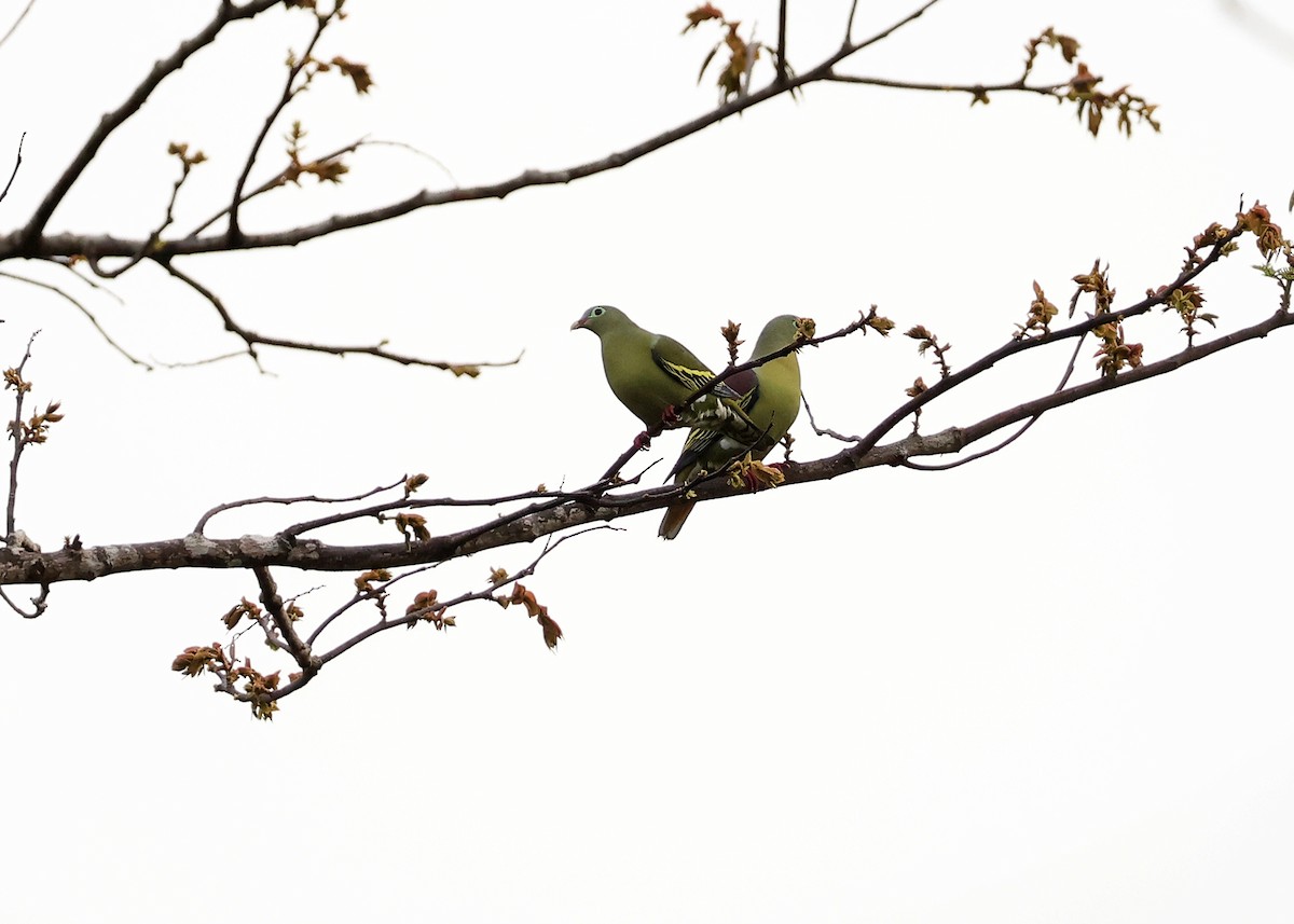 Thick-billed Green-Pigeon - ML617123539