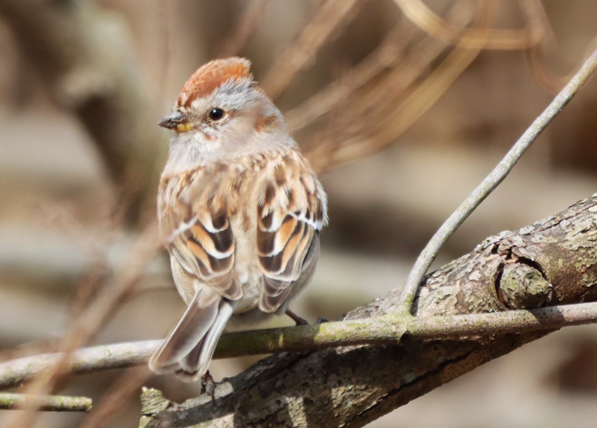 American Tree Sparrow - ML617123596