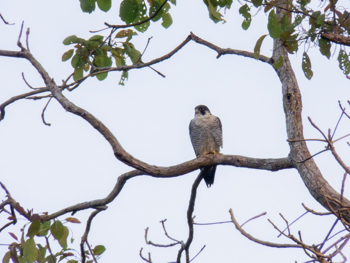 Peregrine Falcon - shyamkumar puravankara