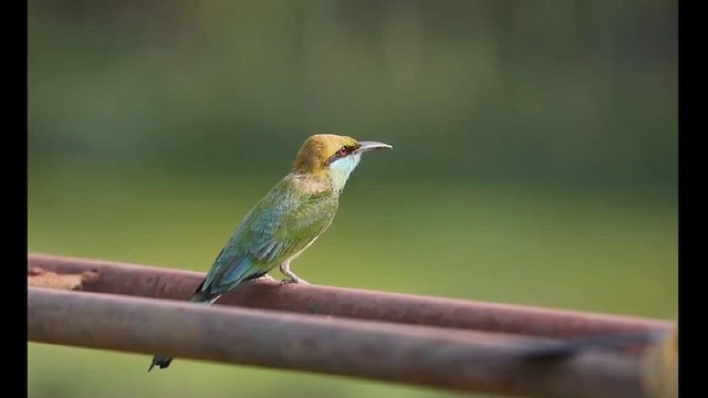 Asian Green Bee-eater - ML617123688