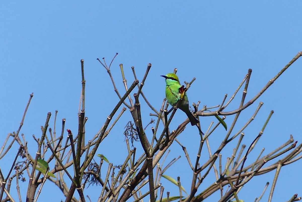 Asian Green Bee-eater - ML617123752