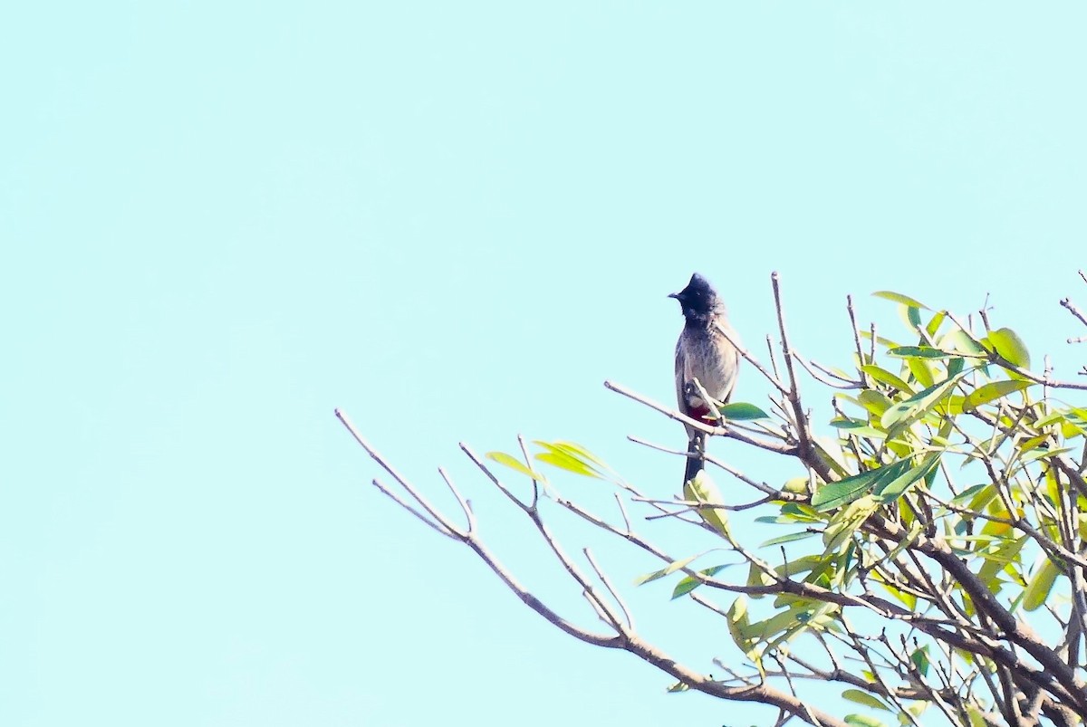 Red-vented Bulbul - ML617123762