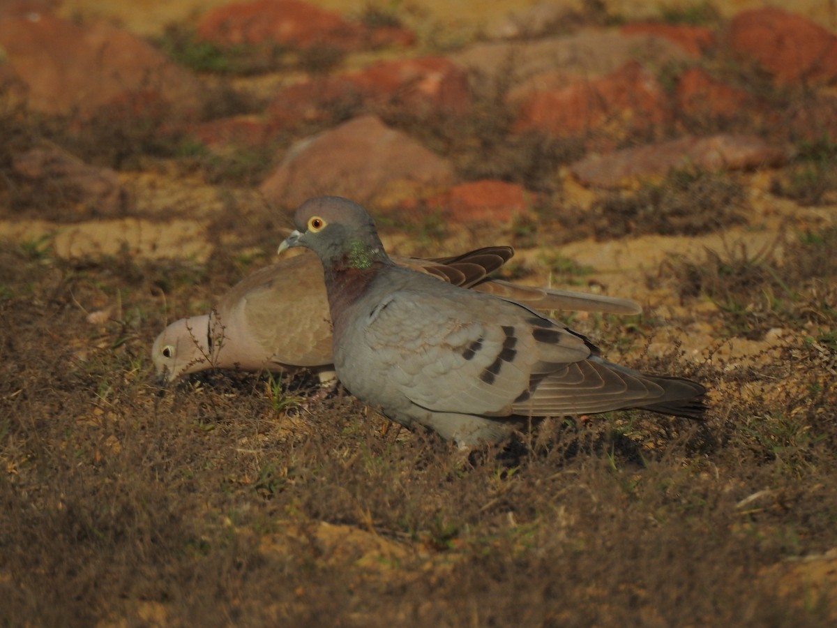 Yellow-eyed Pigeon - ML617123800