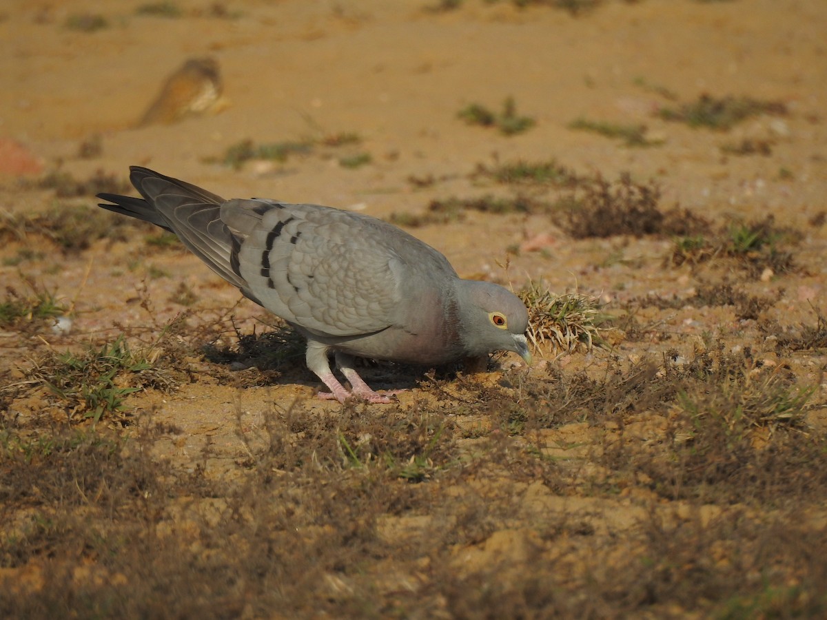 Yellow-eyed Pigeon - ML617123806