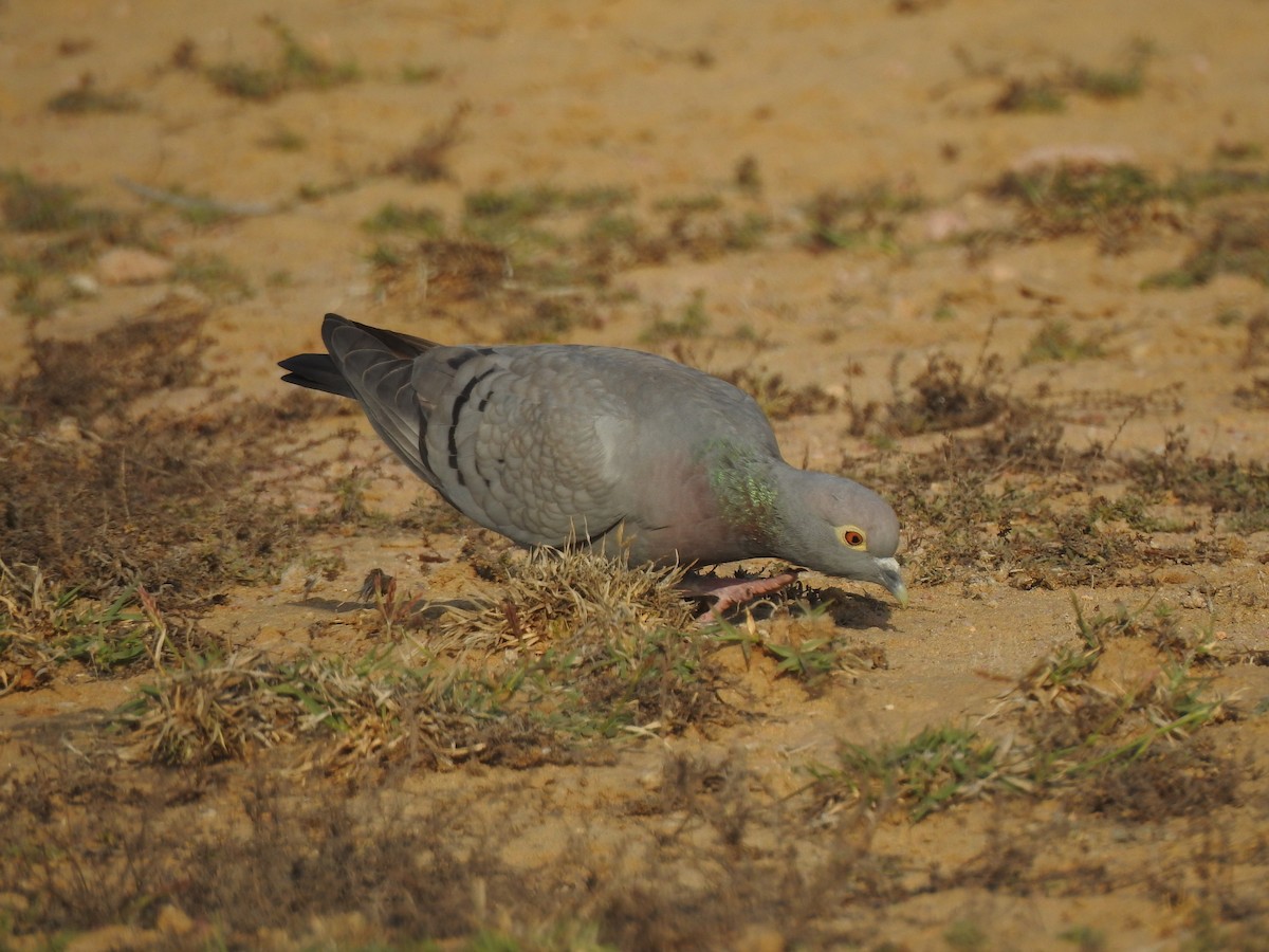 Pigeon d'Eversmann - ML617123808