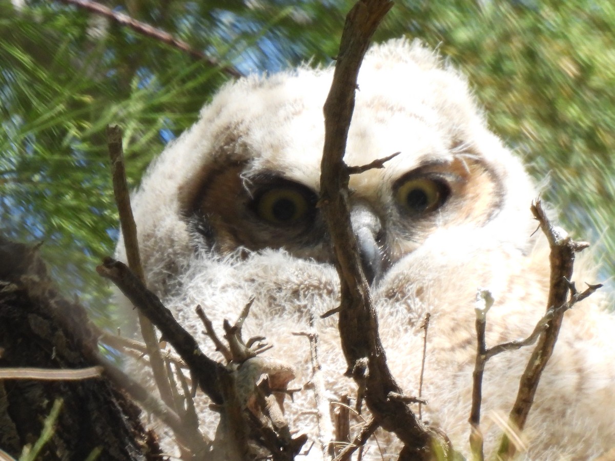 Great Horned Owl - ML617123828