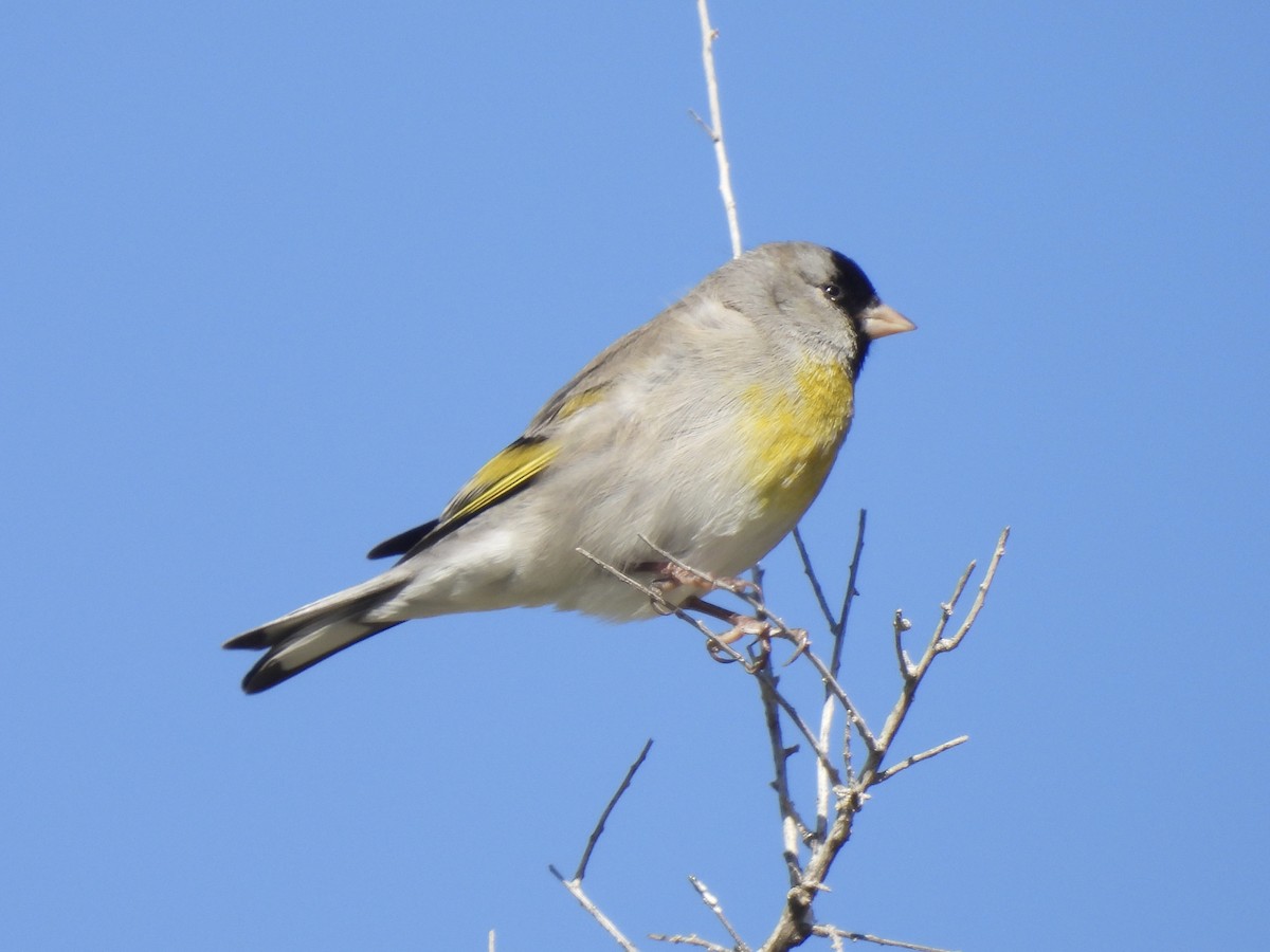Lawrence's Goldfinch - ML617123845