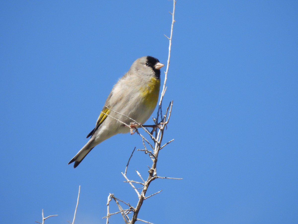 Lawrence's Goldfinch - ML617123847