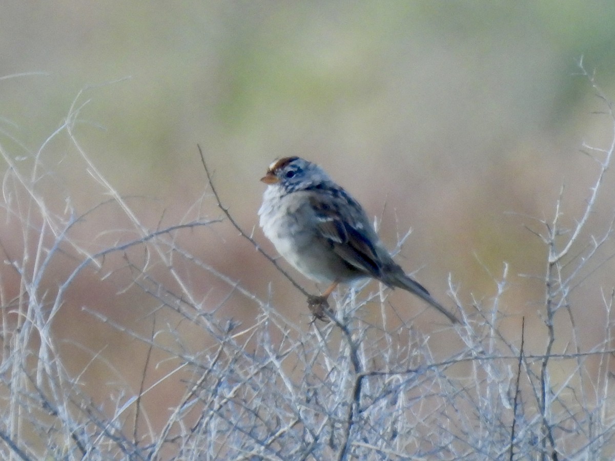 White-crowned Sparrow - Dana Cox
