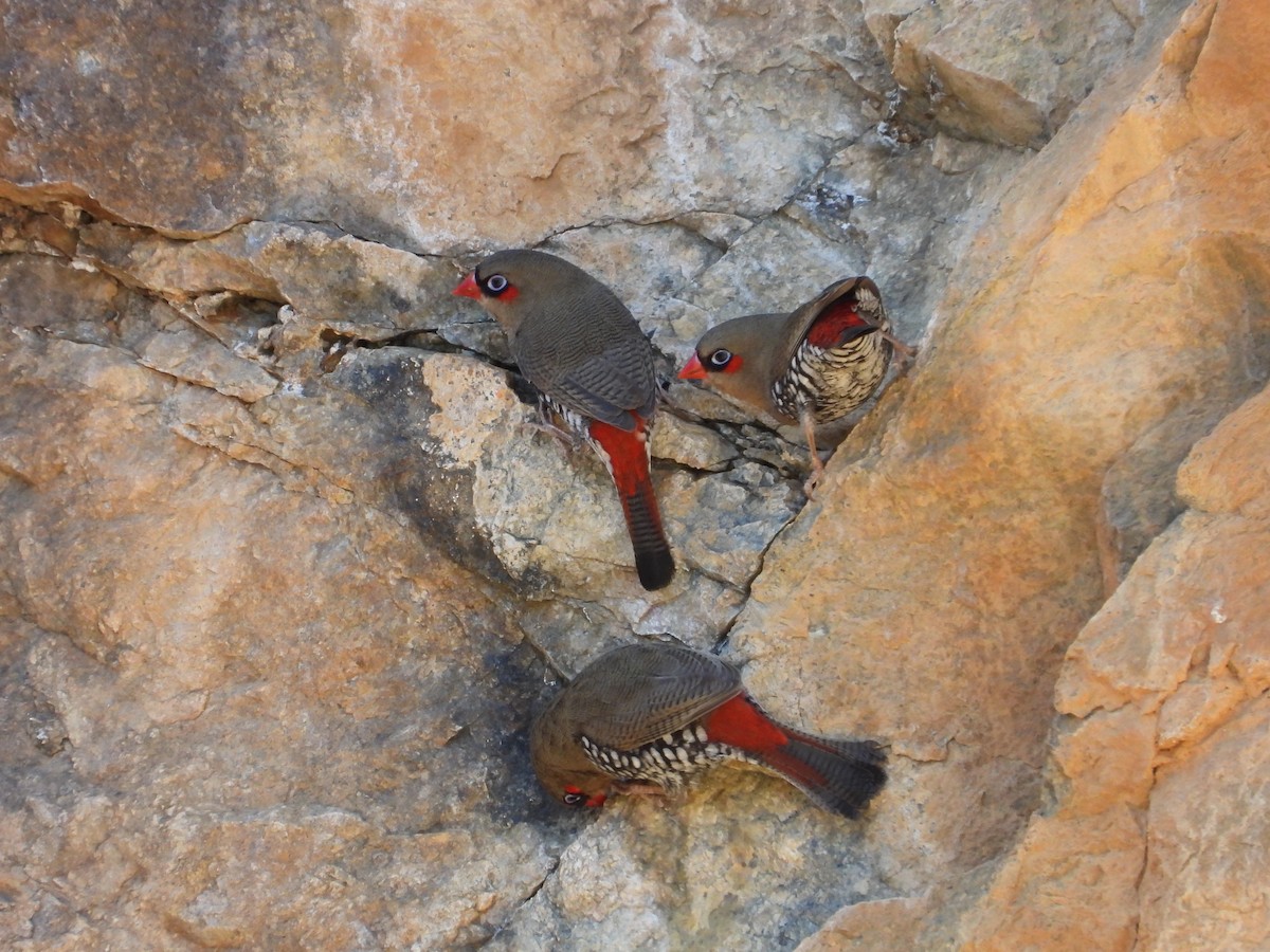 Red-eared Firetail - ML617123898